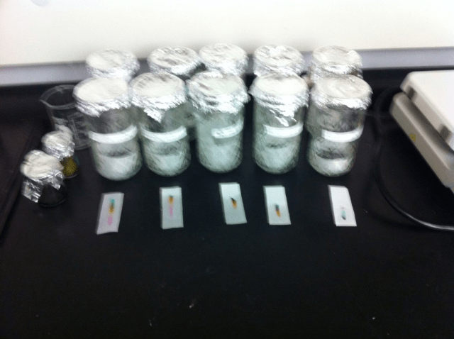 Setup of two series of five development chambers